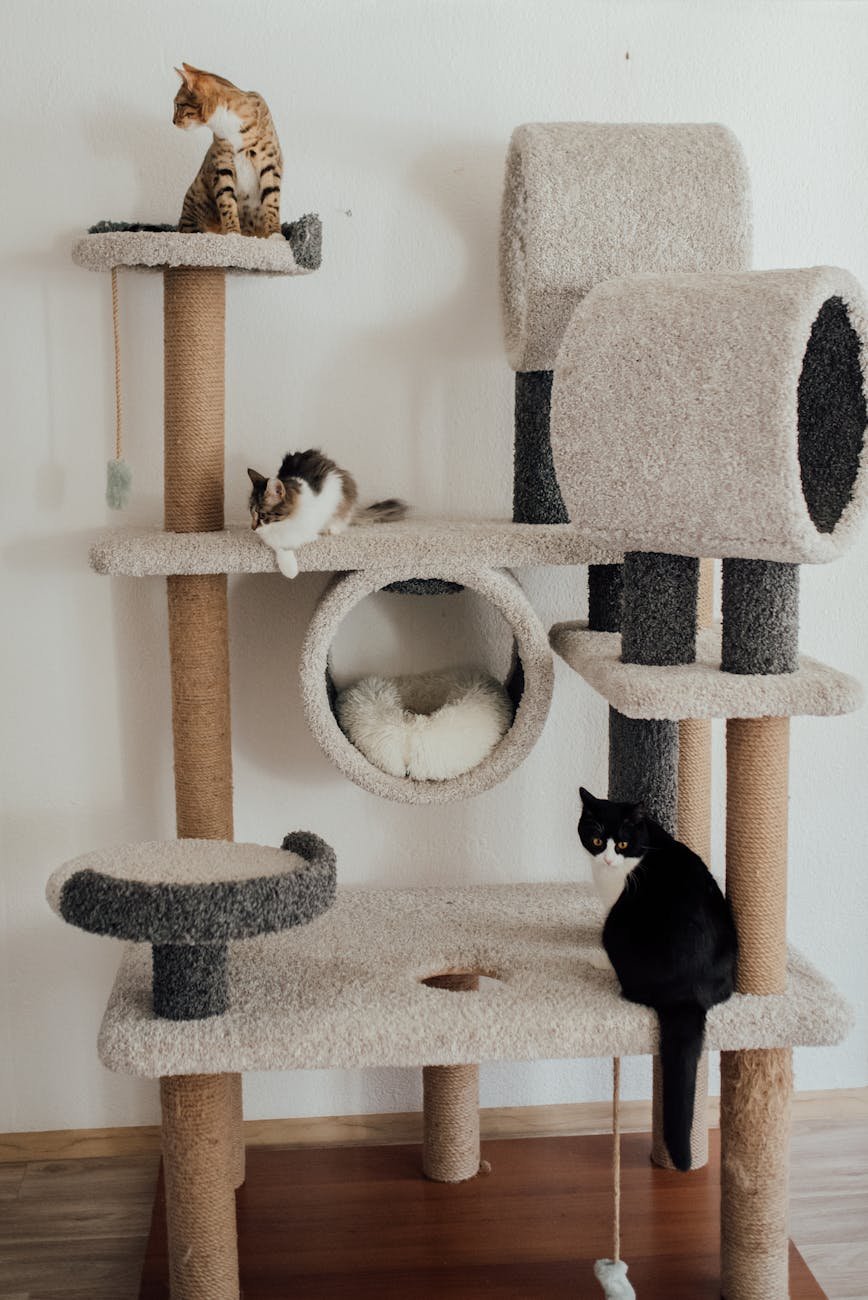 photograph of cats on a cat tree