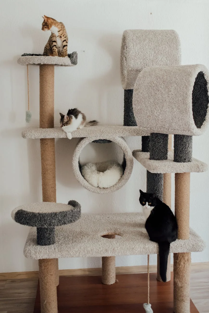 photograph of cats on a cat tree
