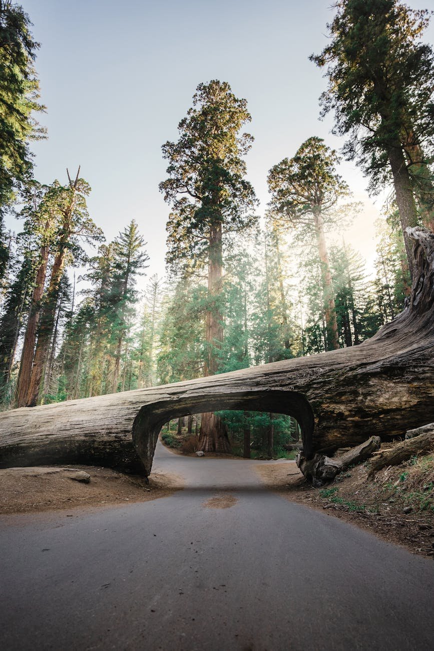 arbre creuse au sequoi national park avec une foret derriere